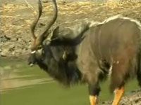 Nyala