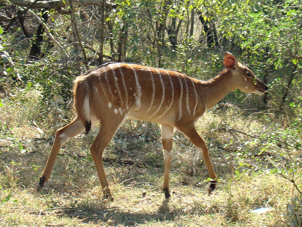 free Nyala wallpaper wallpapers download