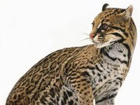 Ocelot image