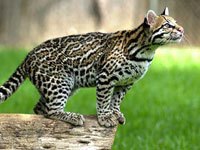 Ocelot picture