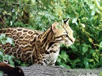 Ocelot photo