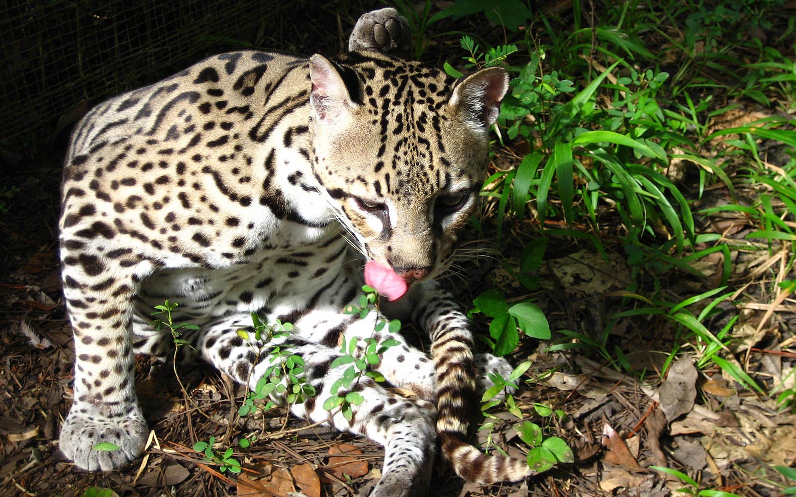 free Ocelot wallpaper wallpapers download