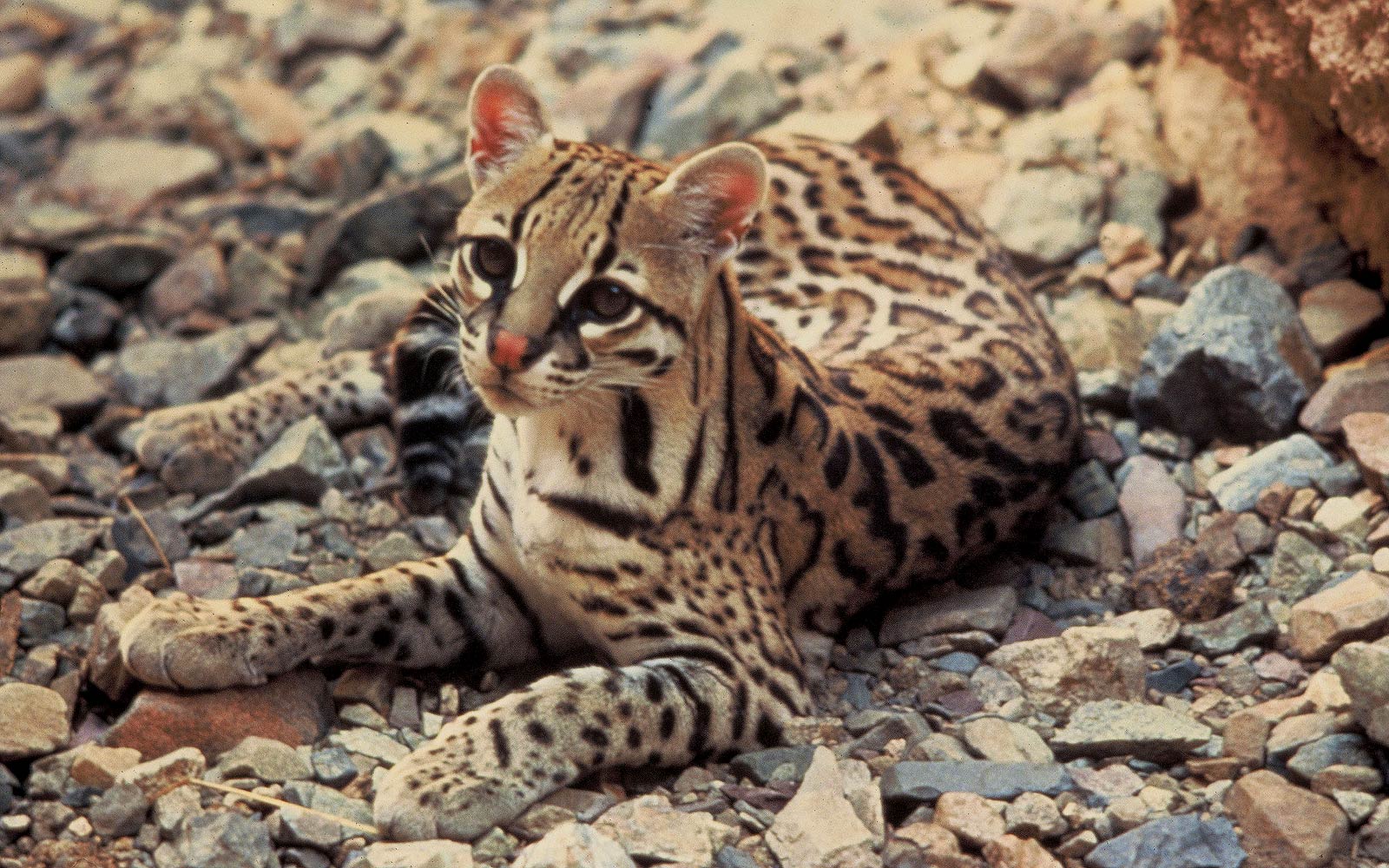 free Ocelot wallpaper wallpapers download