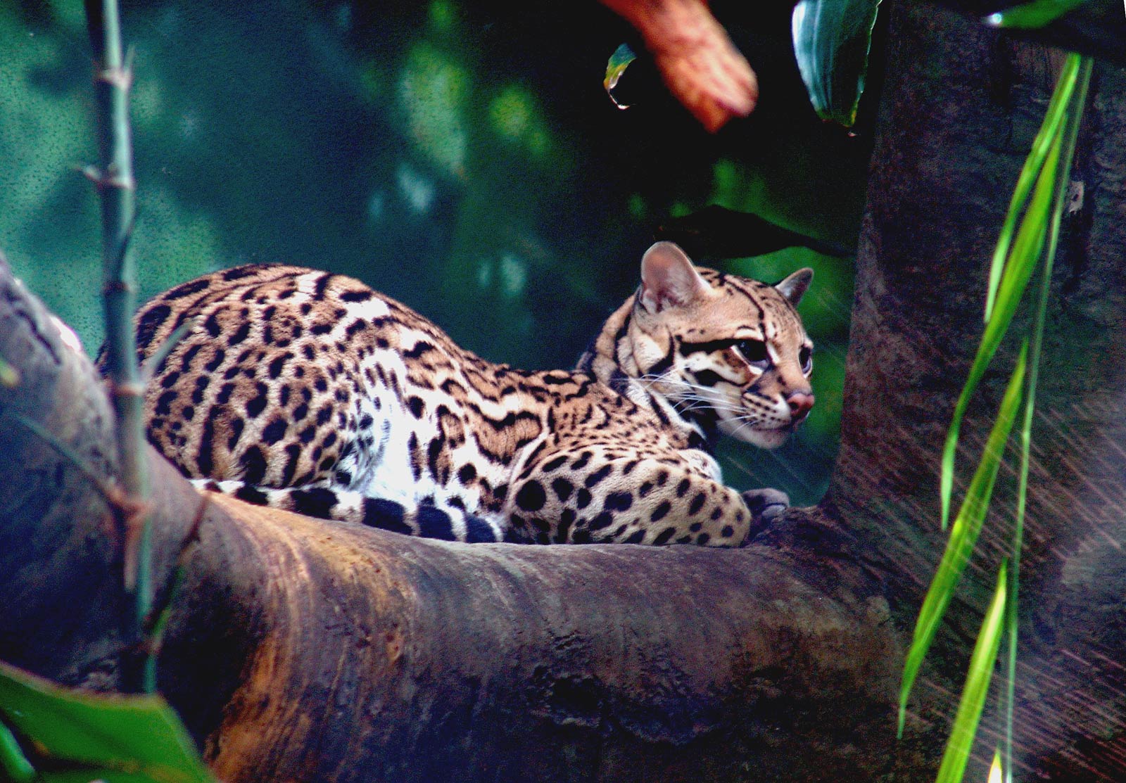 Ocelot Wallpaper And Background Animals Town