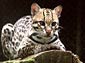 Ocelot wallpaper