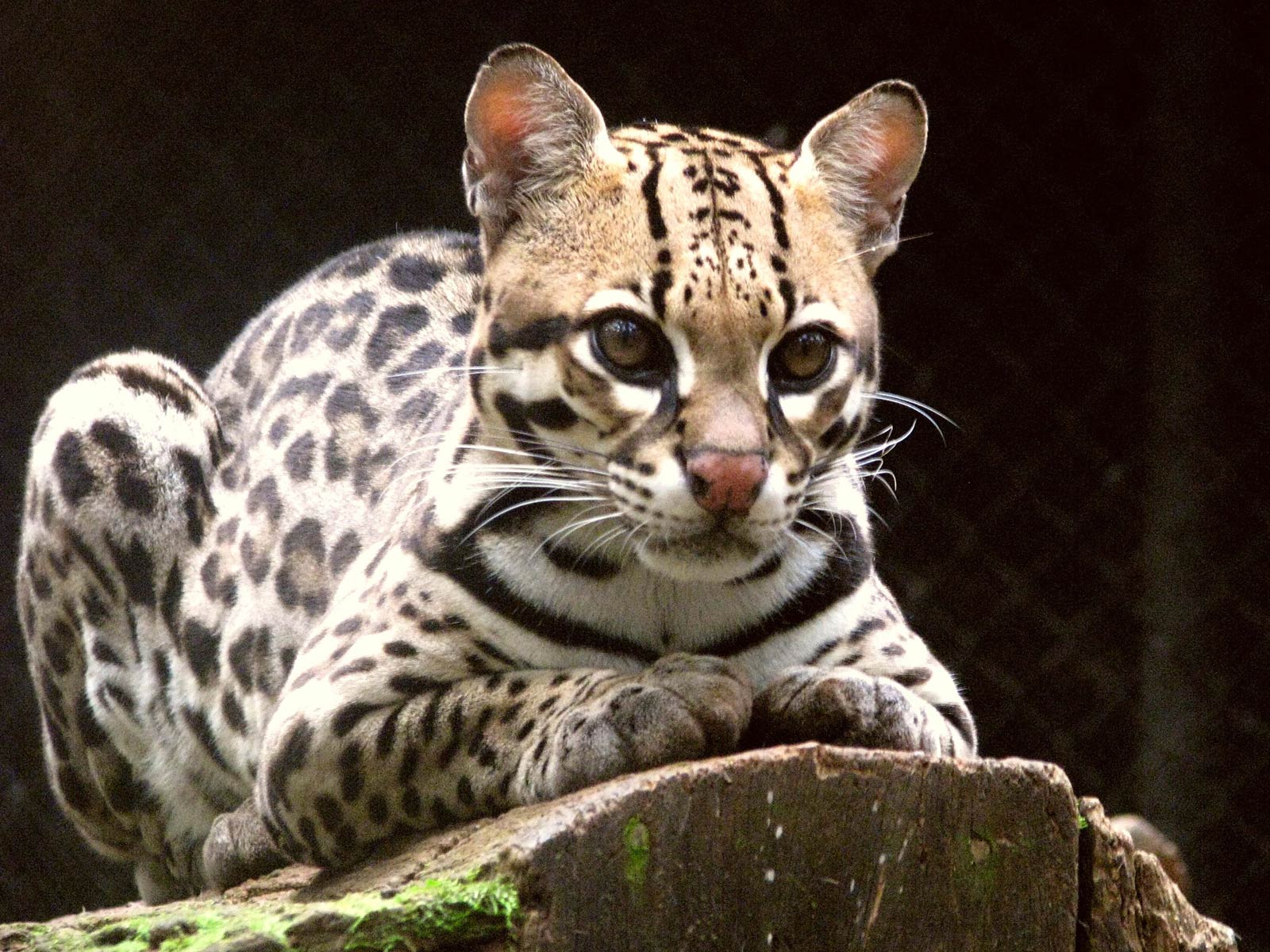 free Ocelot wallpaper wallpapers download