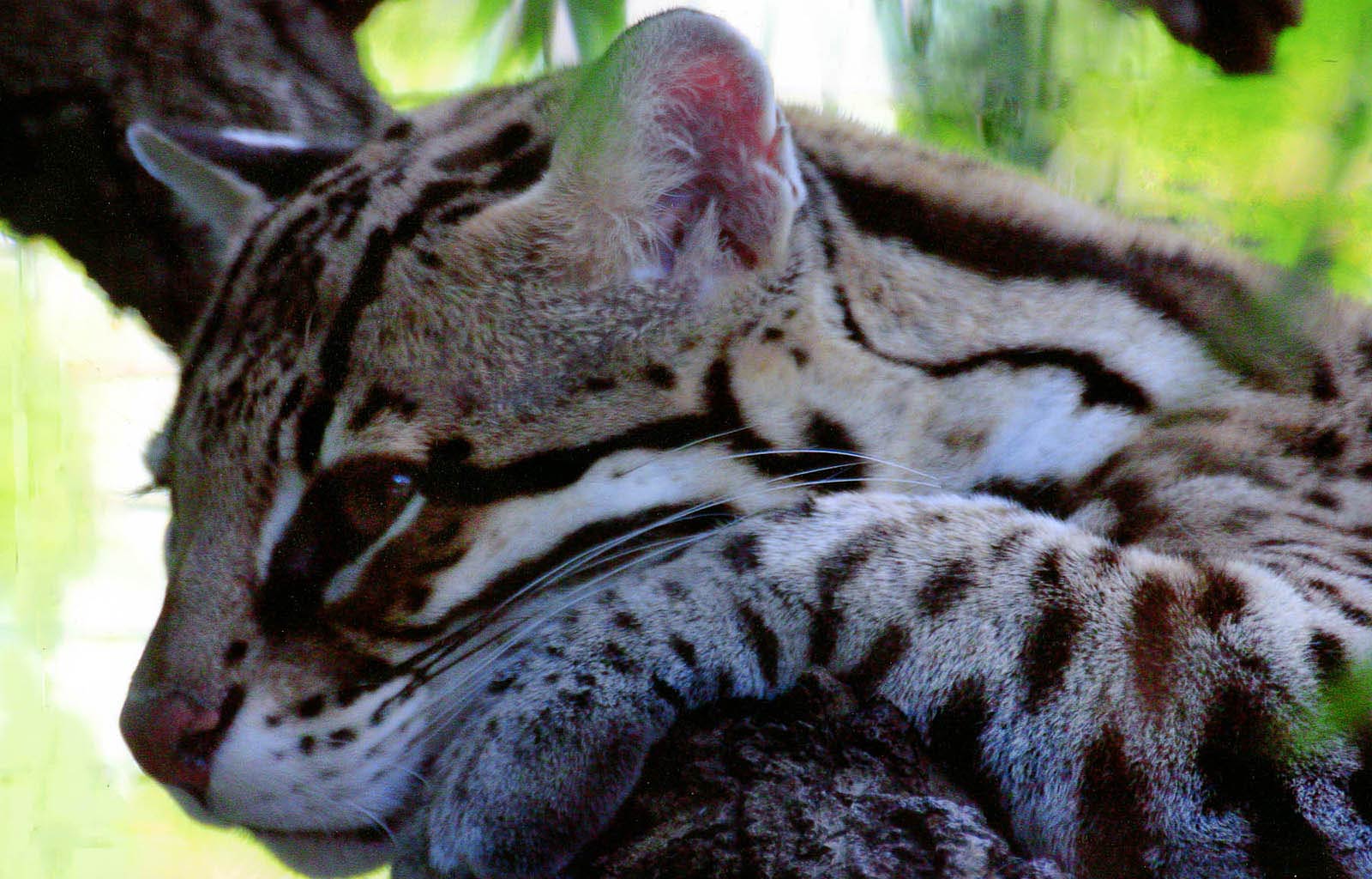 free Ocelot desktop wallpaper wallpapers Desktop and Mobile