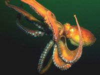 Octopus picture