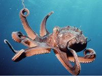 Octopus picture