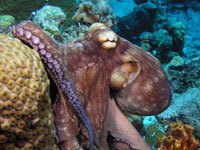 Octopus picture