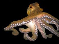 Octopus picture