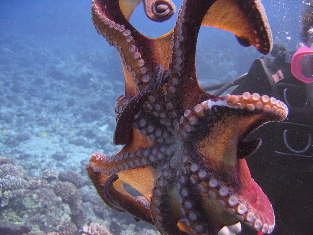 free Octopus wallpaper wallpapers download