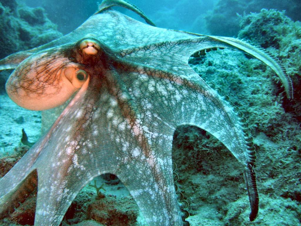 free Octopus wallpaper wallpapers and background
