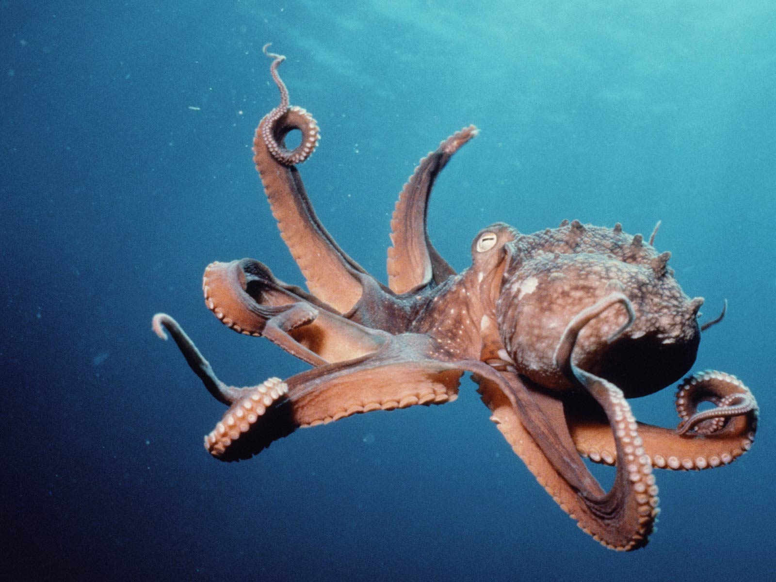 free Octopus wallpaper wallpapers download