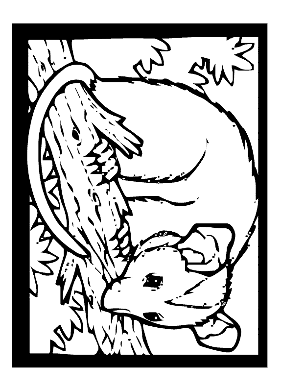 free Opossum coloring page sheet