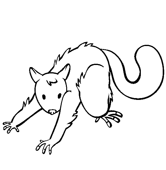 free Opossum coloring page sheet