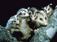 Opossums