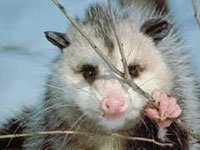 Opossum image