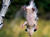 Opossum hanging from its tail