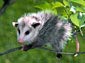 Opossum wallpaper