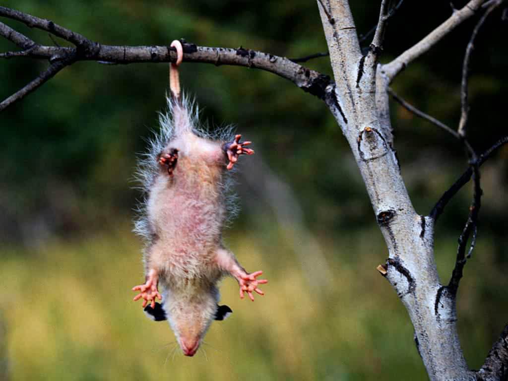 free Opossum wallpaper wallpapers download