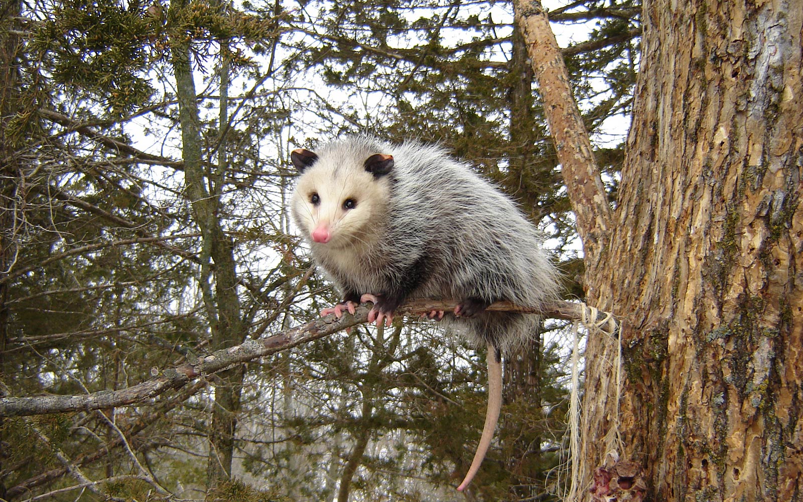 free Opossum wallpaper wallpapers download