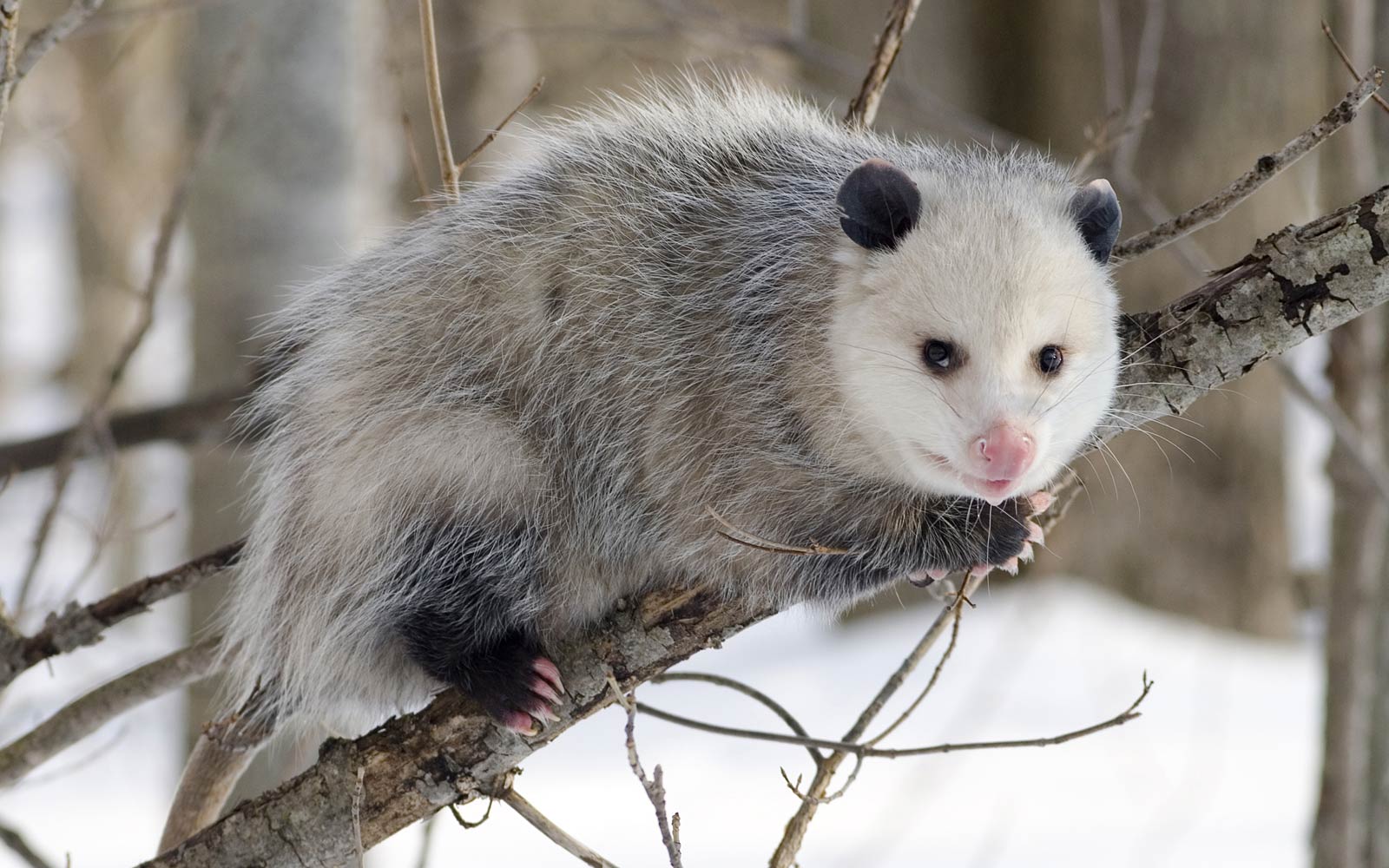 free Opossum wallpaper wallpapers and background