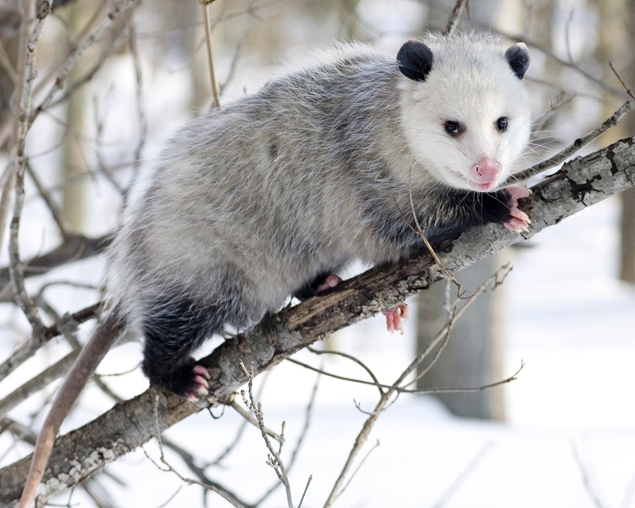 free Opossum wallpaper wallpapers download