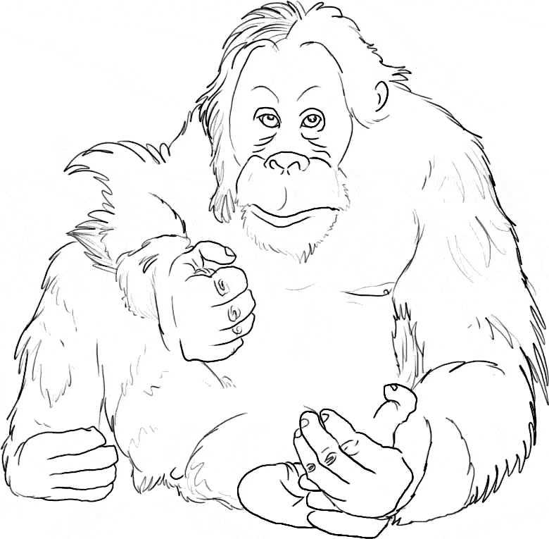 Download Orangutan coloring page - Animals Town - animals color sheet - Orangutan printable coloring