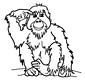 Orangutan coloring page