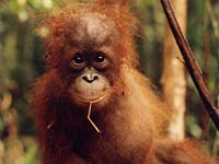 Orangutan baby