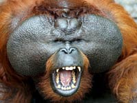 Angry Orangutan