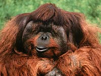 Orangutan picture