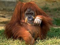 Orangutan picture