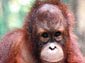 free orangutan wallpaper