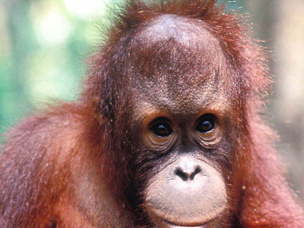 free Orangutan wallpaper wallpapers download