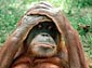 orangutan desktop wallpaper