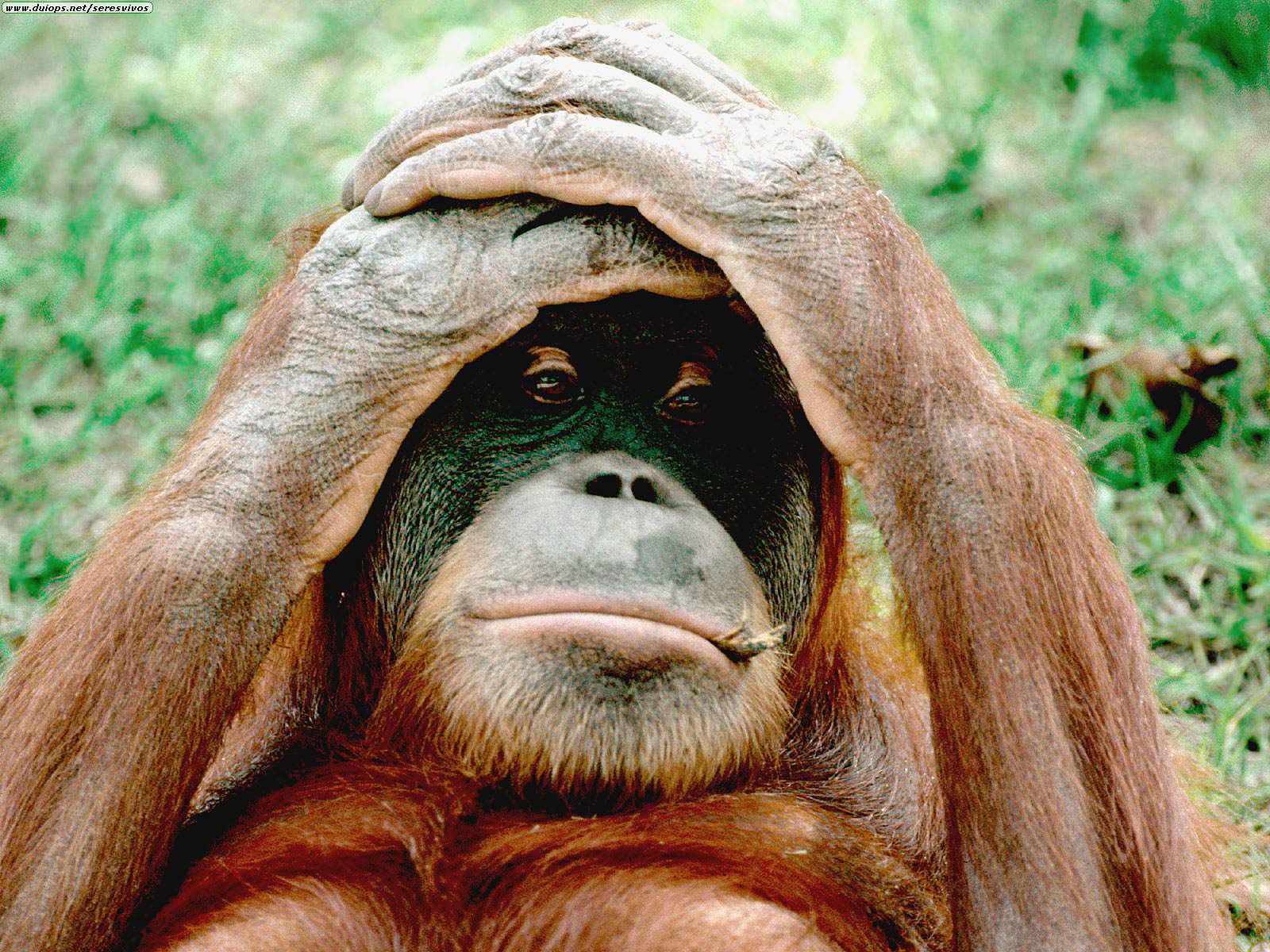 free Orangutan wallpaper wallpapers and background