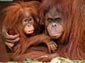Orangutan wallpaper