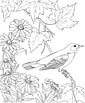 Oriole coloring page