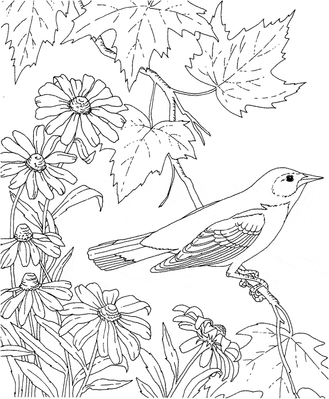 free Oriole coloring page