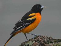 Oriole image