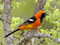 Orange Oriole picture