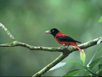 Oriole in a tree