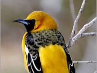 Oriole image