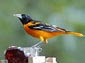 oriole