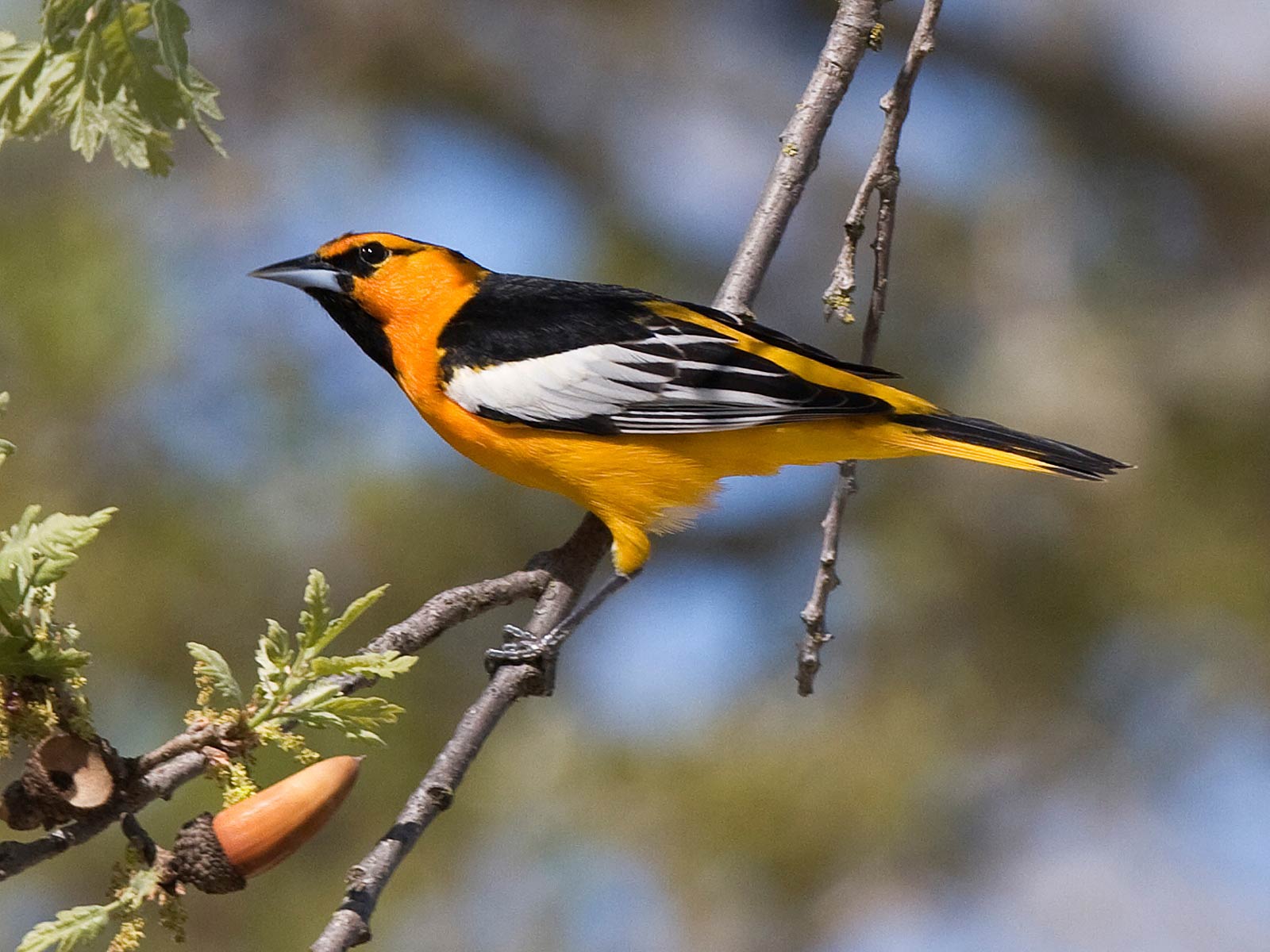 free Oriole wallpaper wallpapers and background