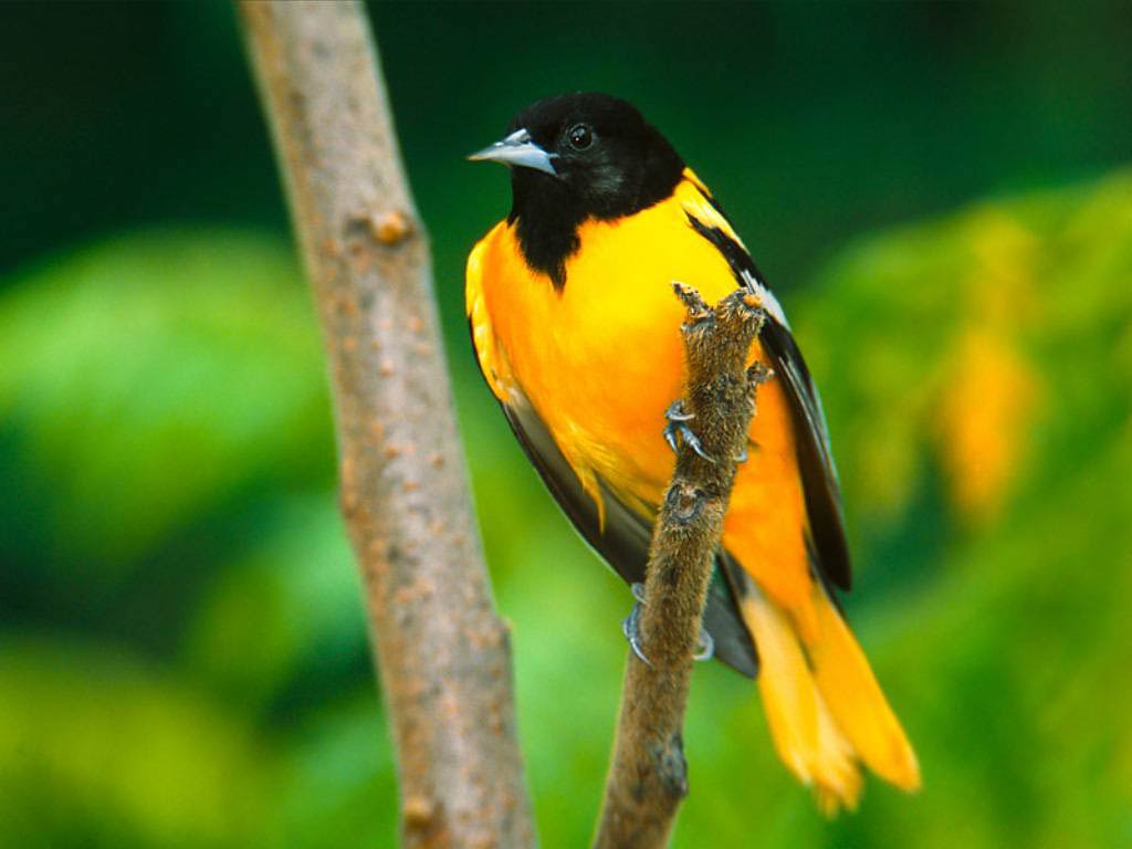 free Oriole desktop wallpaper wallpapers Desktop and Mobile