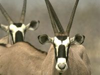 Oryx picture