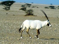 Oryx picture